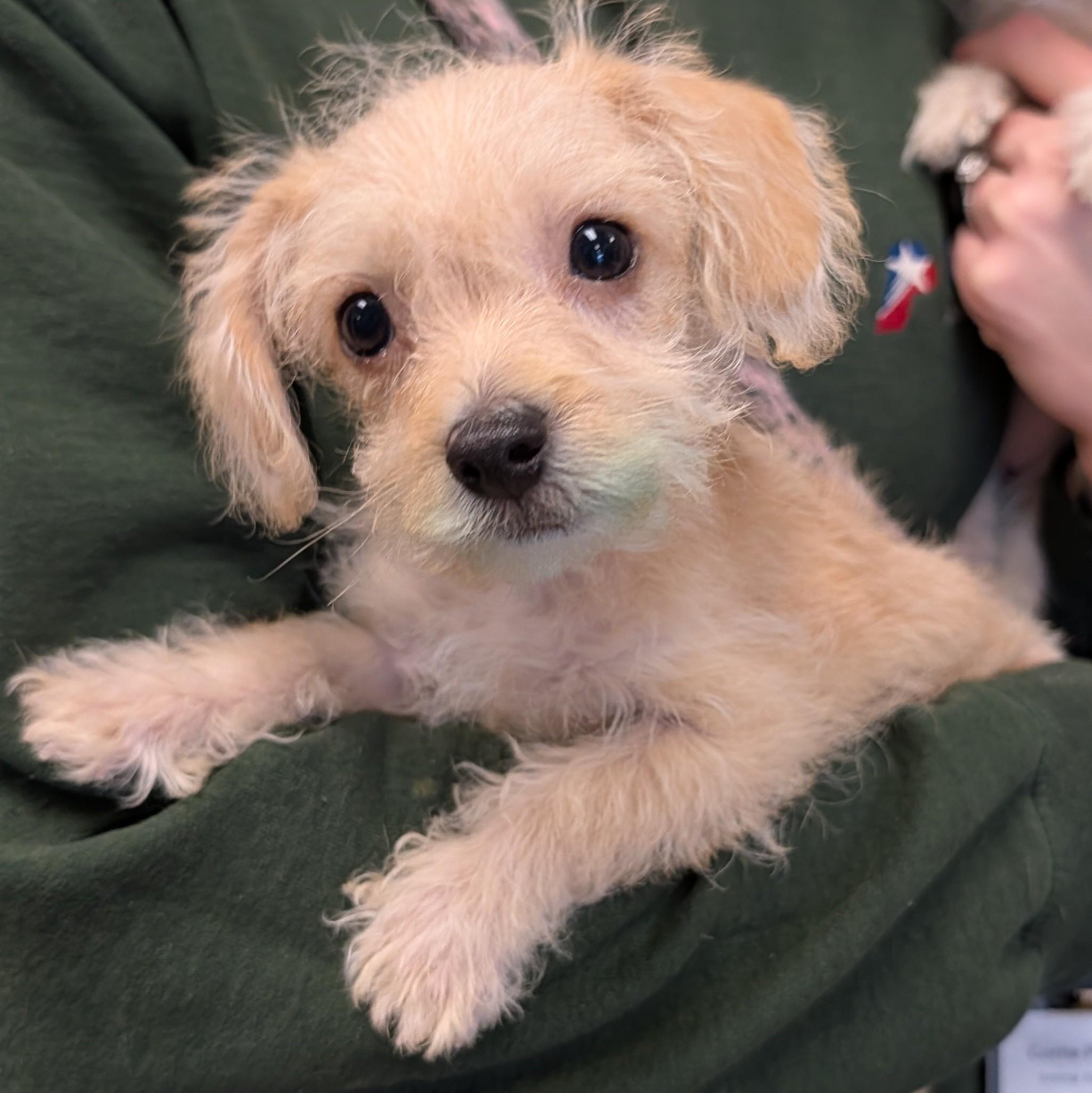 Frosty A215568, adopted, Puppy Female Chihuahua & Yorkshire Terrier.