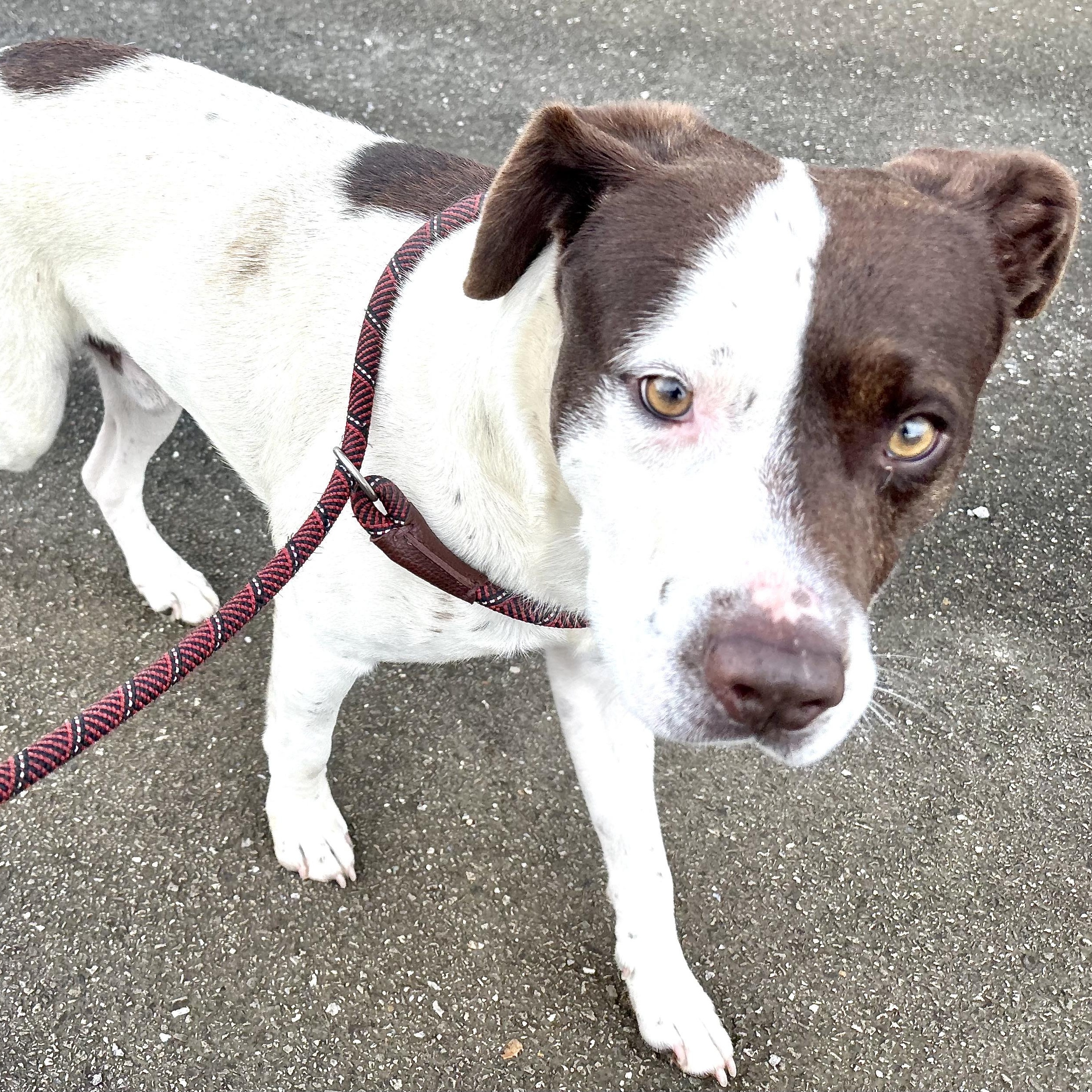 Enlarge Bandit -s, a ADOPTABLE mixed breed in Sequatchie, TN image 4/6