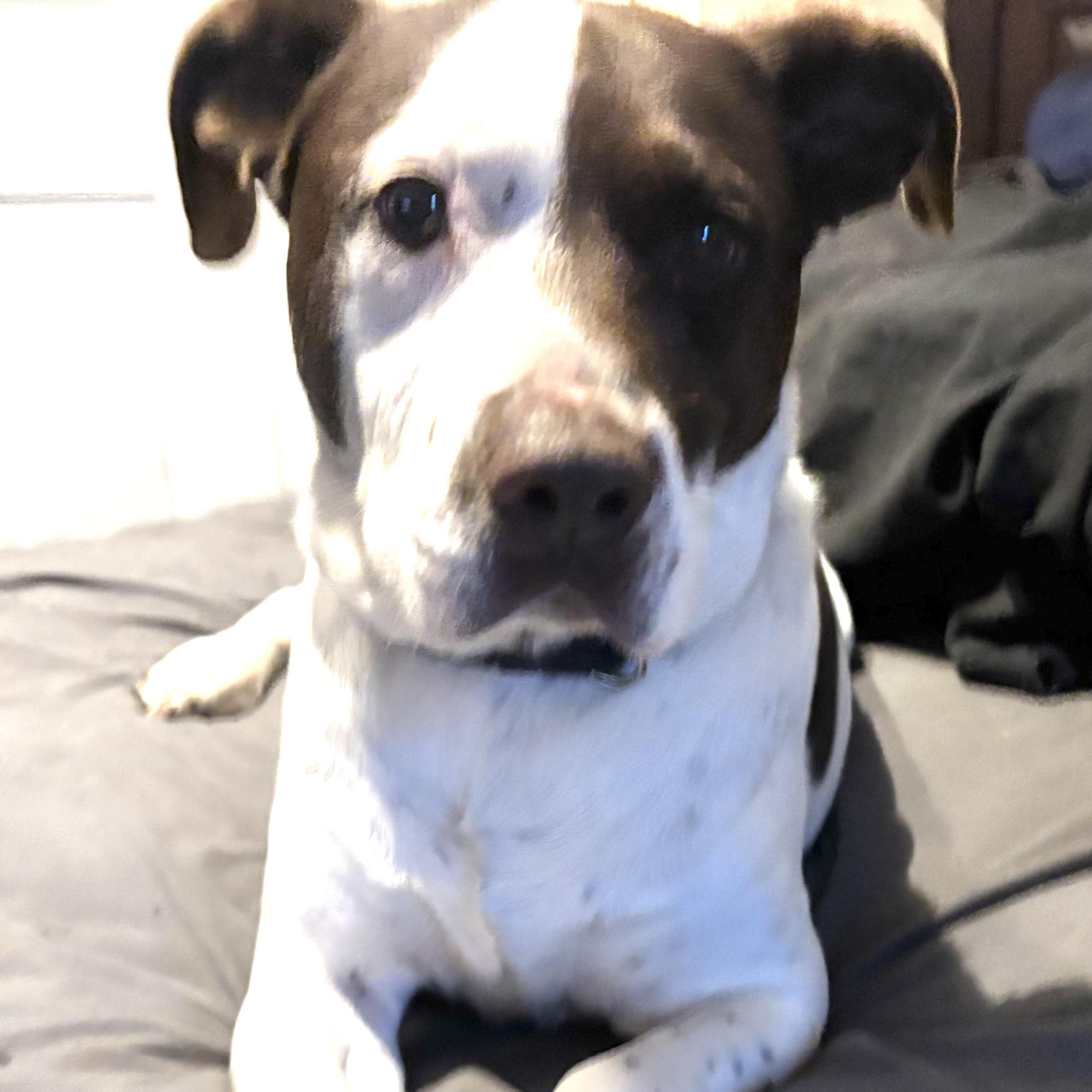 Enlarge Bandit -s, a ADOPTABLE mixed breed in Sequatchie, TN image 1/6