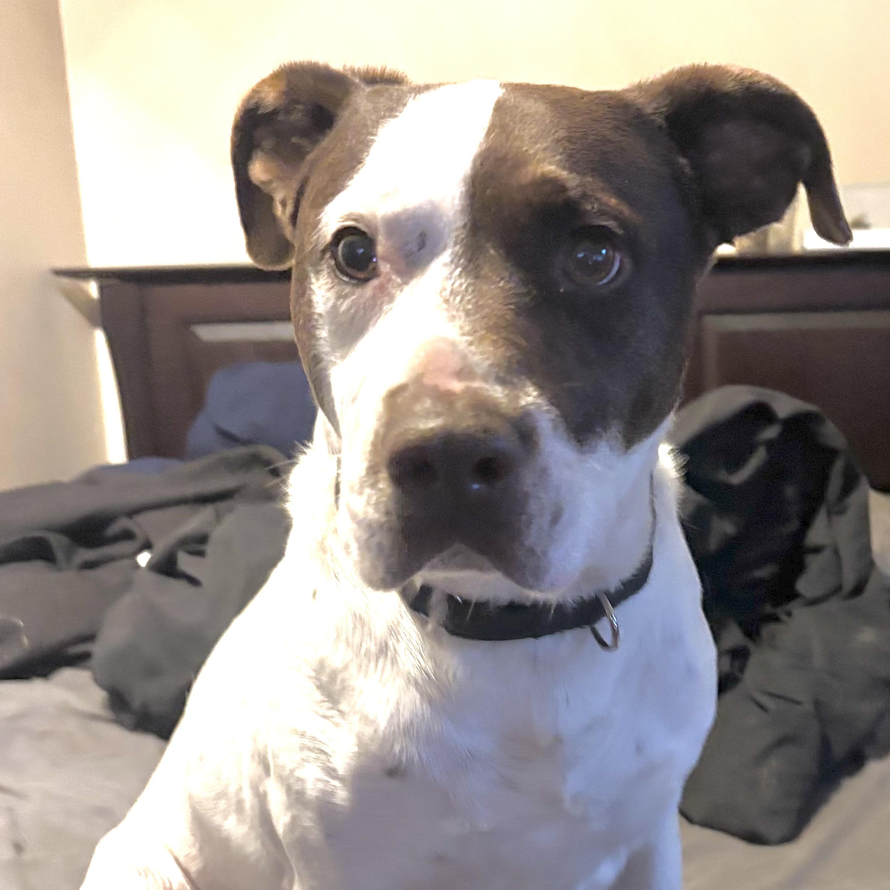 Enlarge Bandit -s, a ADOPTABLE mixed breed in Sequatchie, TN image 3/6