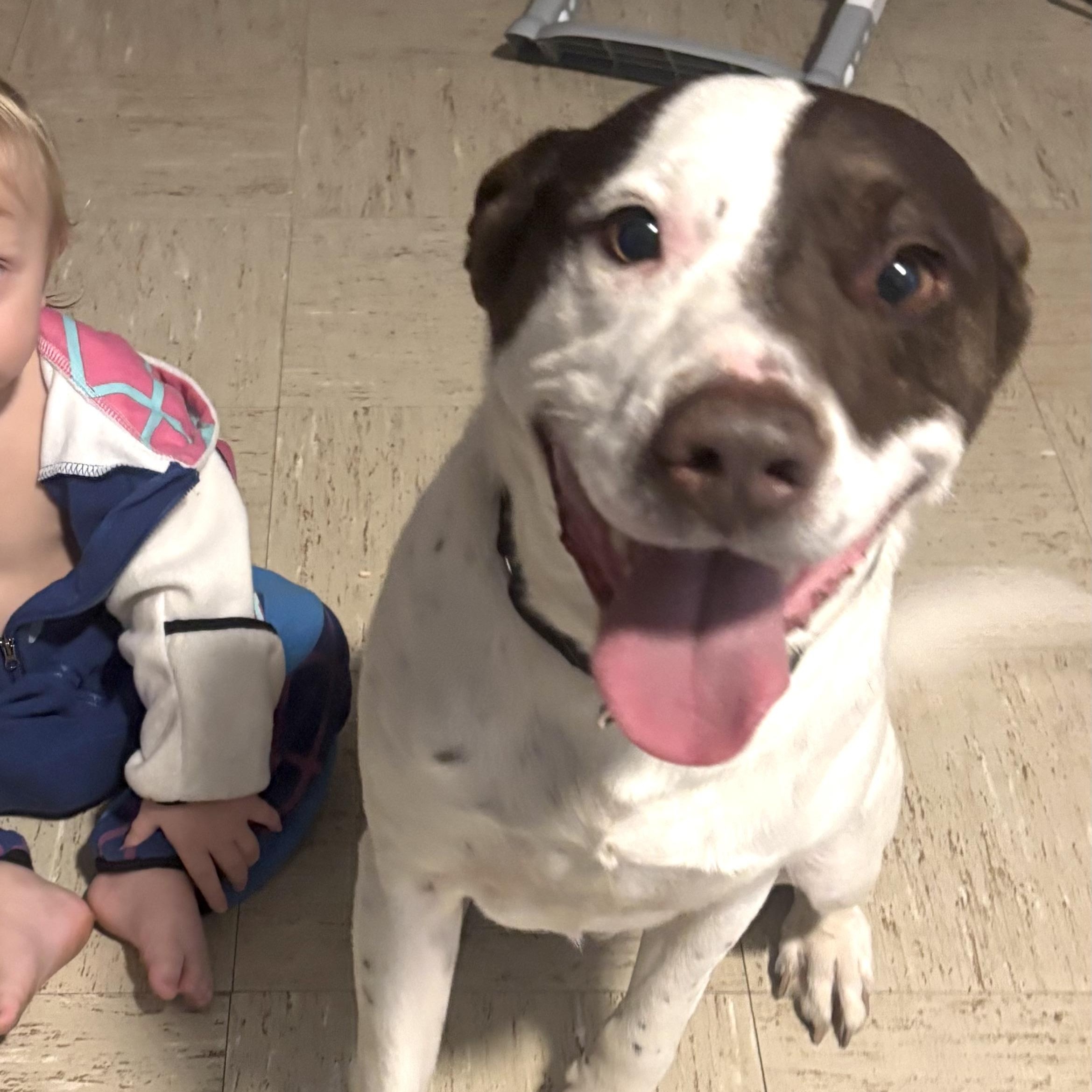 Bandit -s, ADOPTABLE, Adult Male English Pointer & American Bulldog.