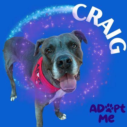 Enlarge Craig, a ADOPTABLE mixed breed in Converse, TX image 1/1