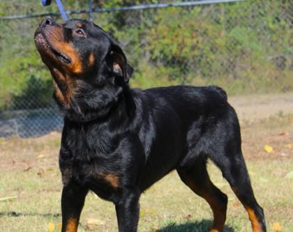 Hank Jr., Adoptable, Adult Male Rottweiler & Mixed Breed.