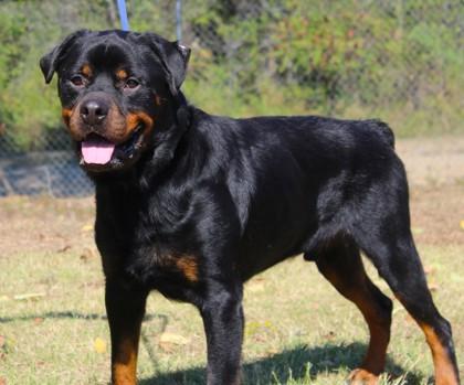 Enlarge Hank Jr., a Adoptable mixed breed in Conway, AR image 2/3
