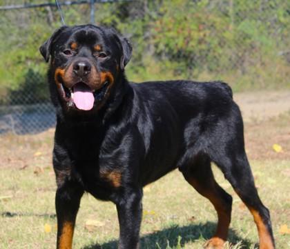 Enlarge Hank Jr., a Adoptable mixed breed in Conway, AR image 3/3