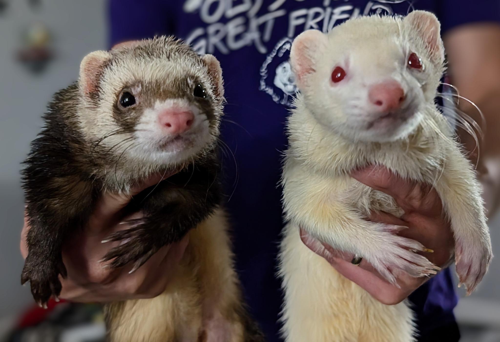 BeBe and Chip, Adoptable, Adult Male Ferret.