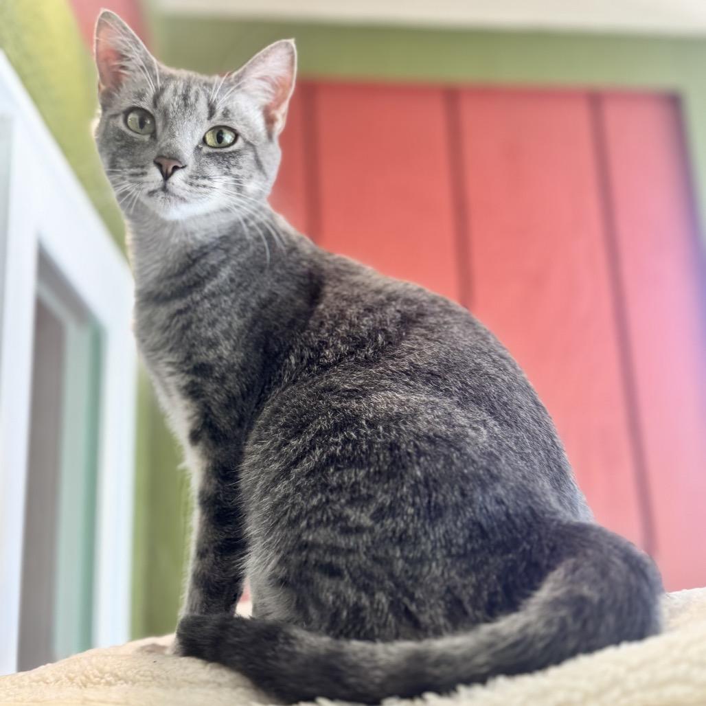 Enlarge Gwendolyn, a Adoptable Domestic Short Hair in Kailua Kona, HI image 1/6