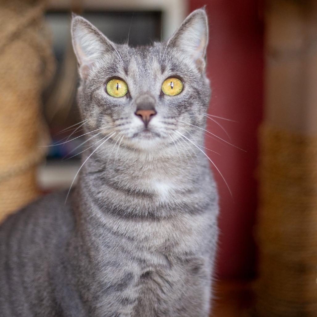 Enlarge Gwendolyn, a Adoptable Domestic Short Hair in Kailua Kona, HI image 2/6