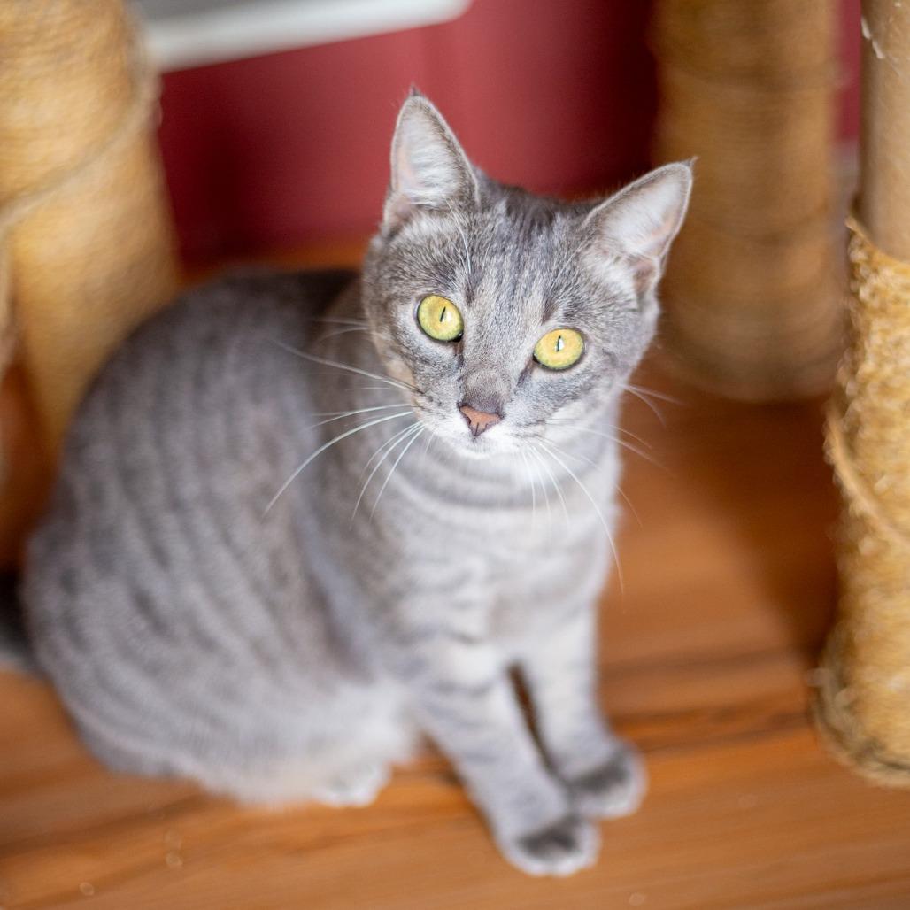 Enlarge Gwendolyn, a Adoptable Domestic Short Hair in Kailua Kona, HI image 3/6