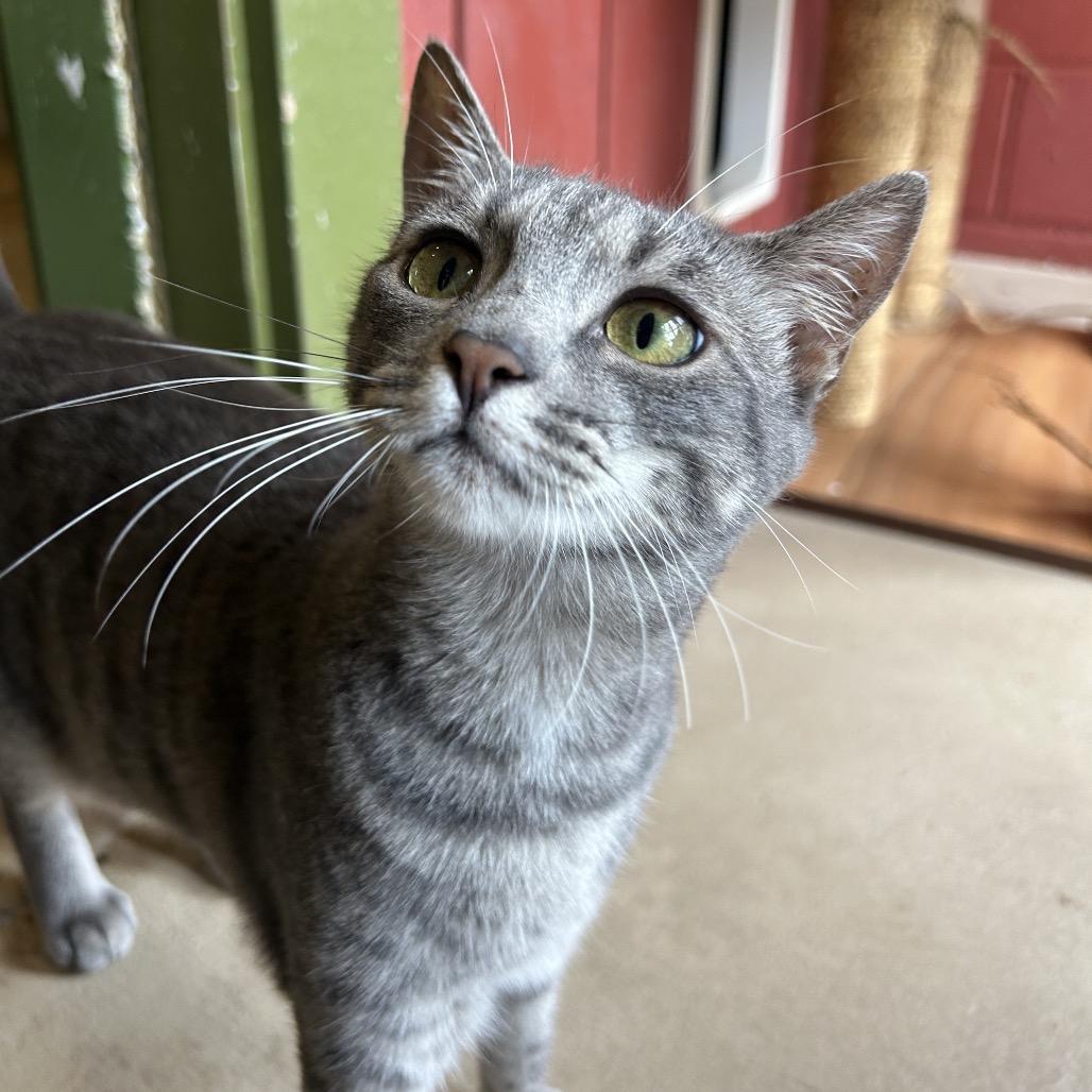 Enlarge Gwendolyn, a Adoptable Domestic Short Hair in Kailua Kona, HI image 4/6