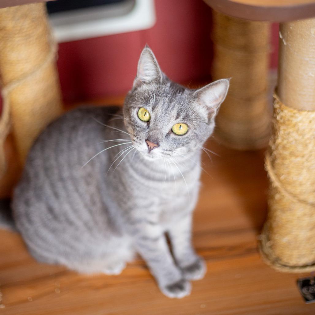 Enlarge Gwendolyn, a Adoptable Domestic Short Hair in Kailua Kona, HI image 5/6
