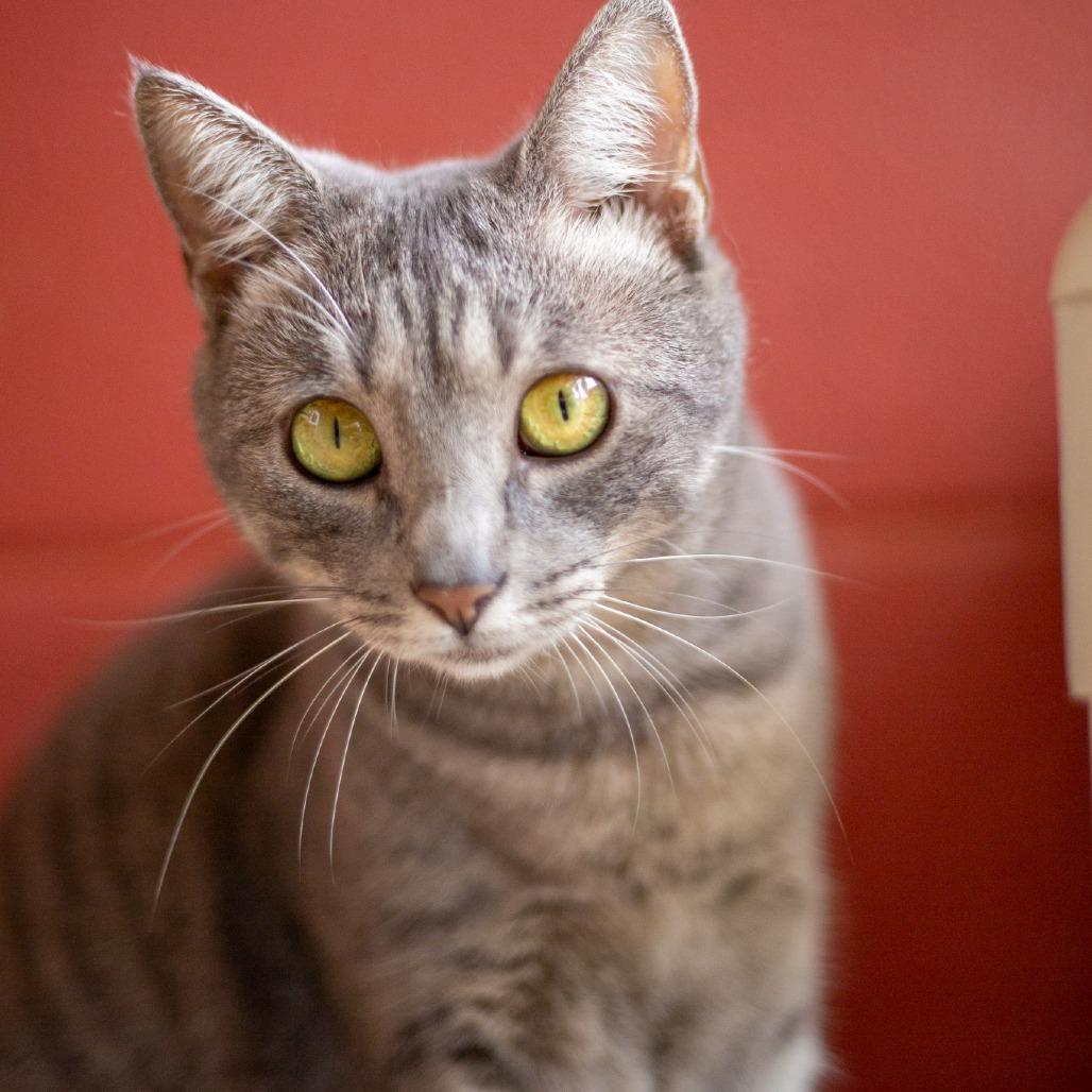 Enlarge Gwendolyn, a Adoptable Domestic Short Hair in Kailua Kona, HI image 6/6