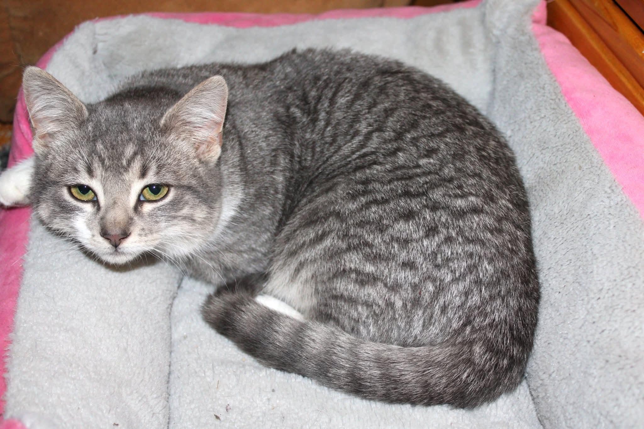 Enlarge Ellawese, an adopted mixed breed in Pocatello, ID image 2/2