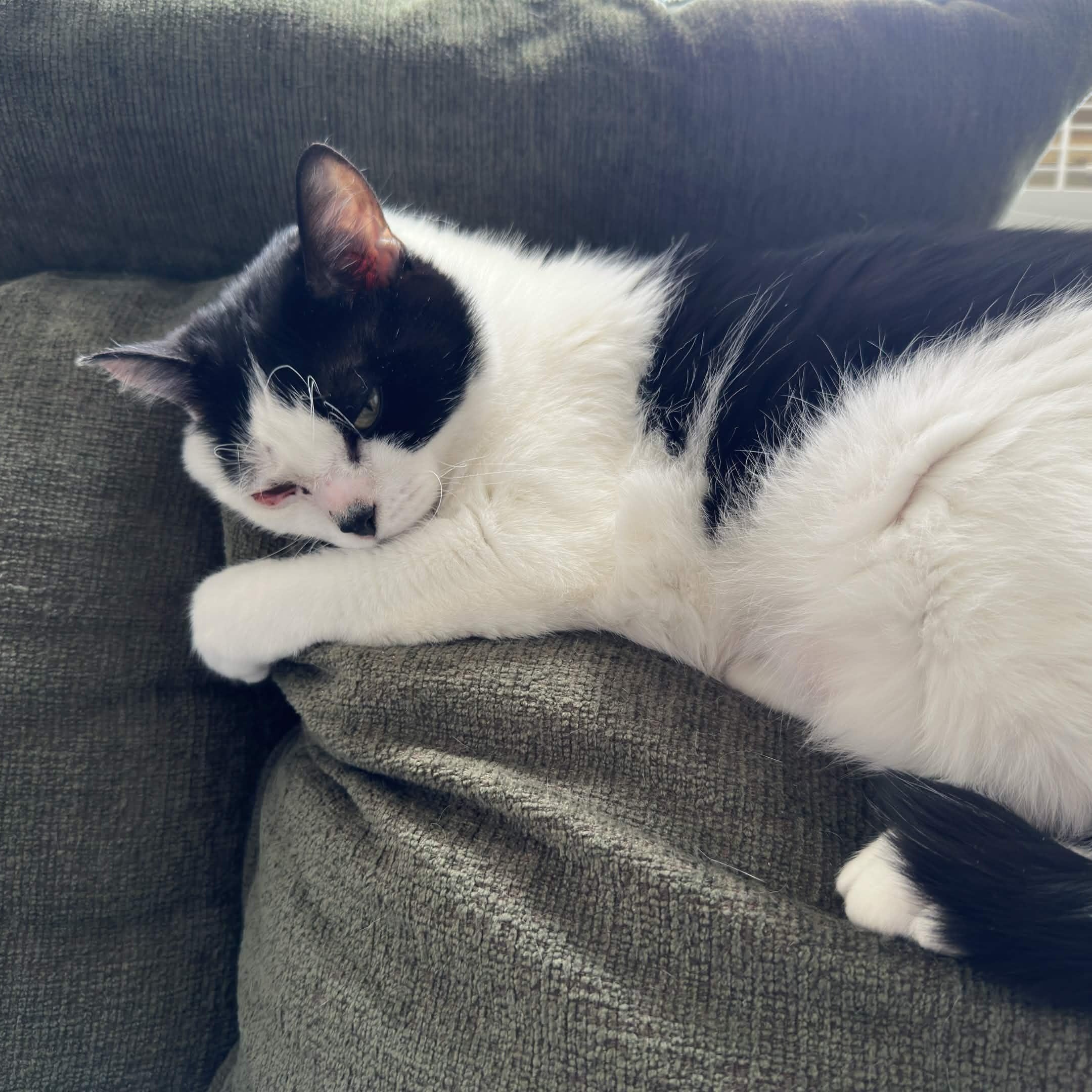 Joy, a Adoptable Domestic Short Hair in Weehawken, NJ image 4/6