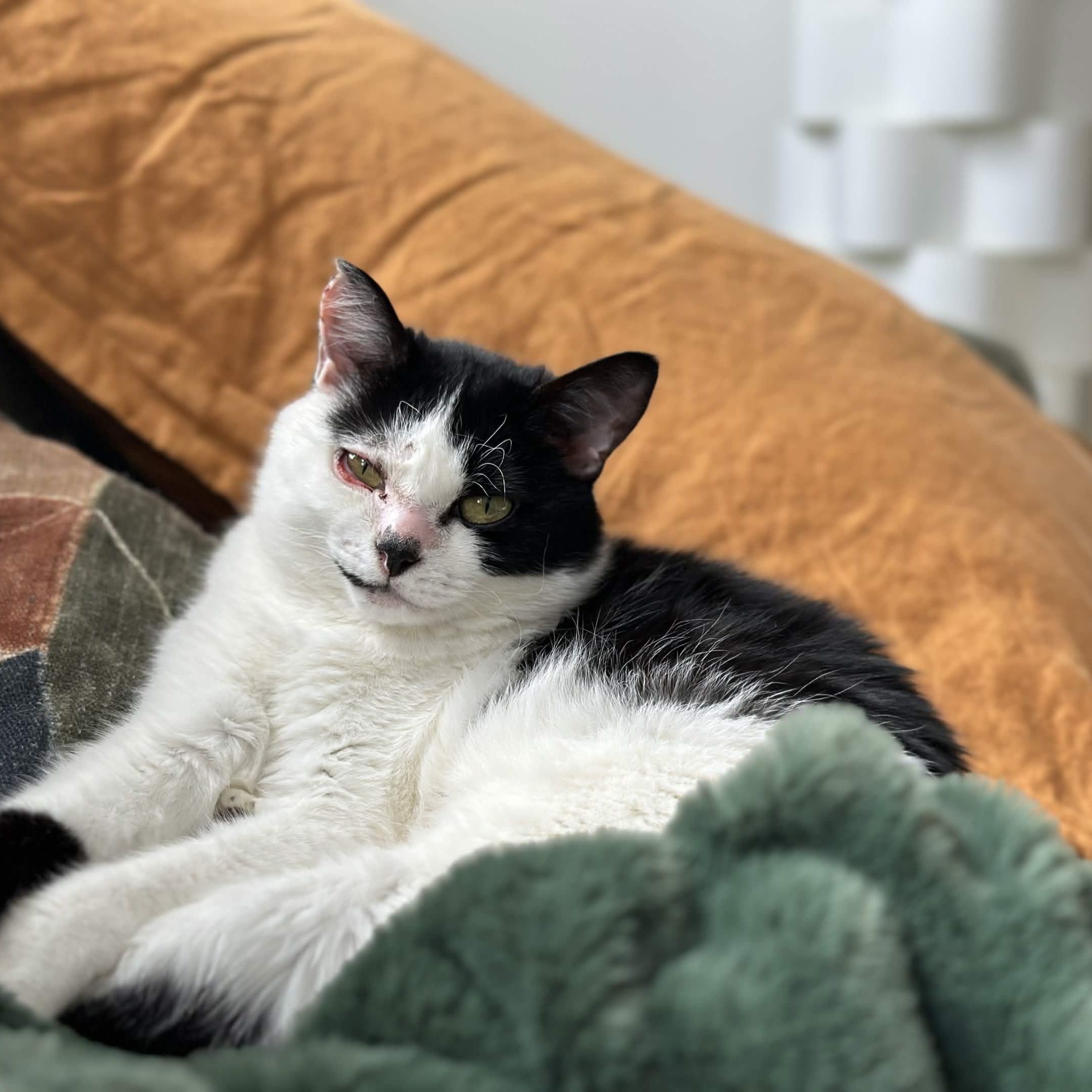 Joy, a Adoptable Domestic Short Hair in Weehawken, NJ image 2/6
