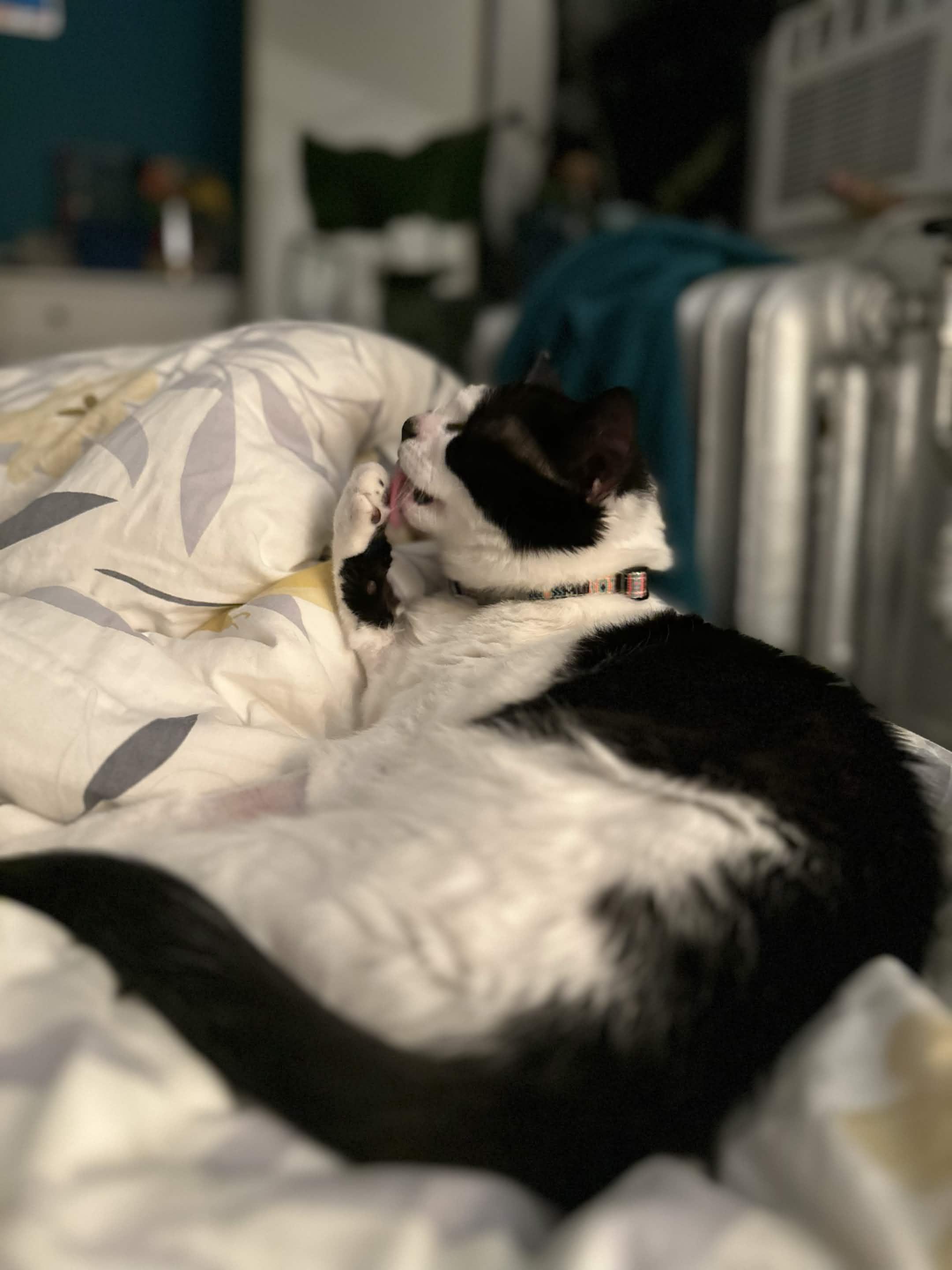 Joy, a Adoptable Domestic Short Hair in Weehawken, NJ image 5/6