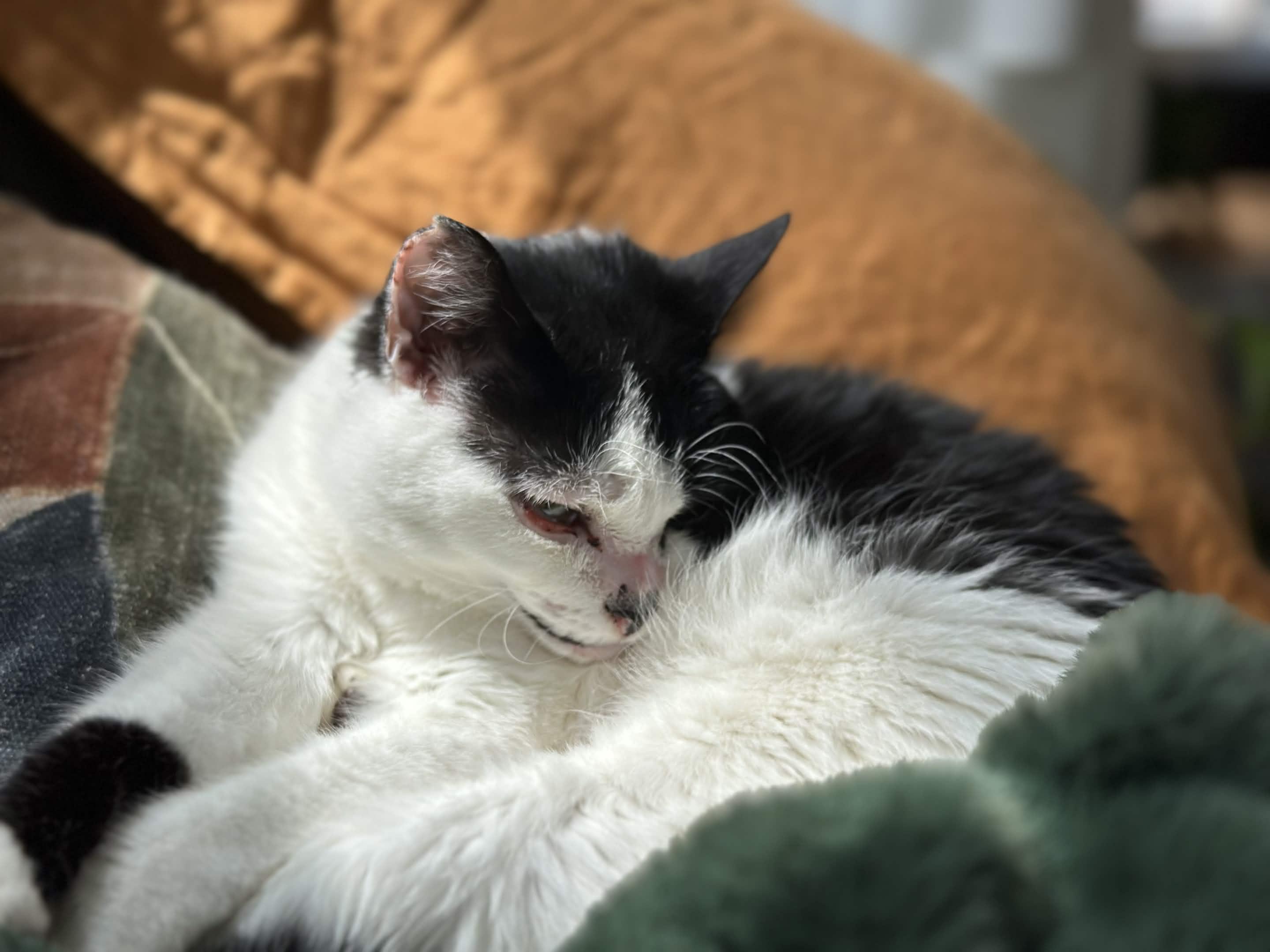 Joy, a Adoptable Domestic Short Hair in Weehawken, NJ image 3/6