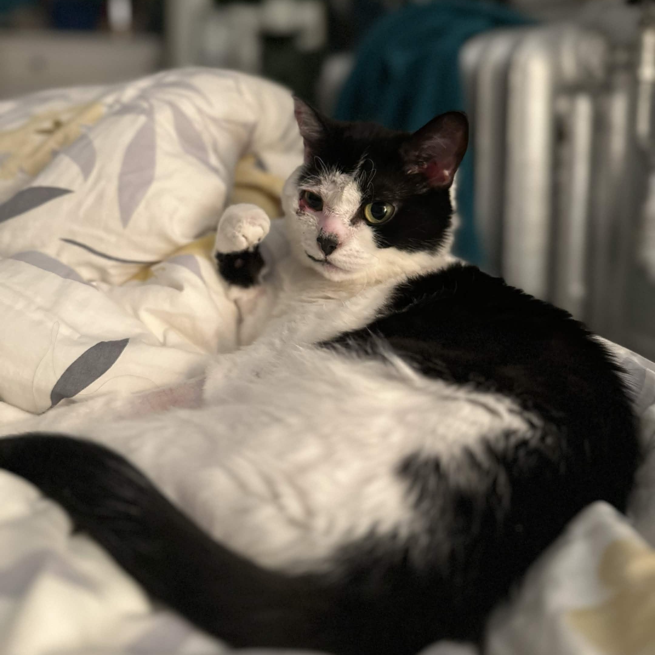 Joy, Adoptable, Adult Female Domestic Short Hair.