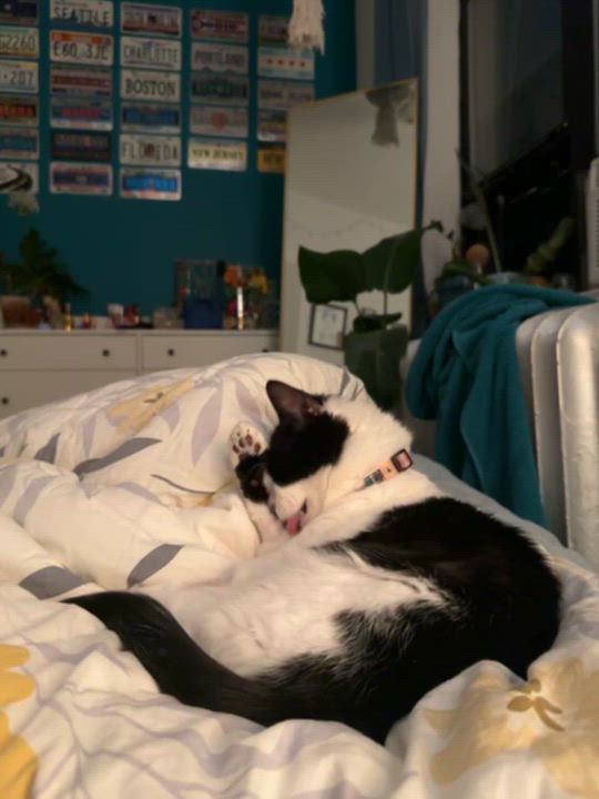 Enlarge Joy, a Adoptable Domestic Short Hair in Weehawken, NJ video 6/6