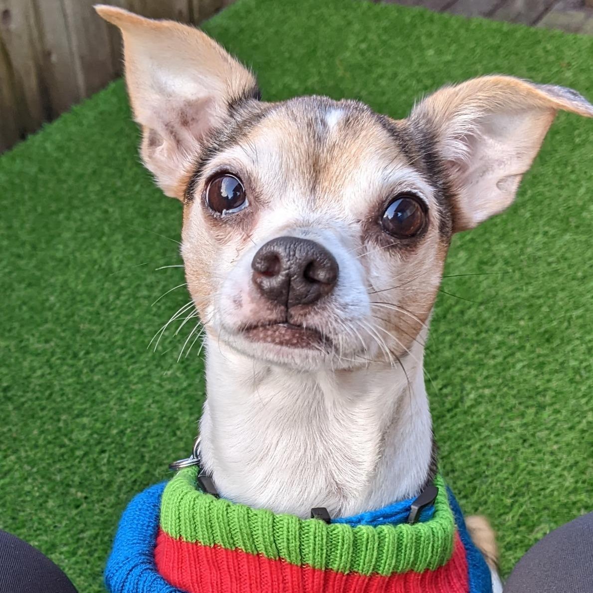 Buutz, adopted, Adult Male Chihuahua.