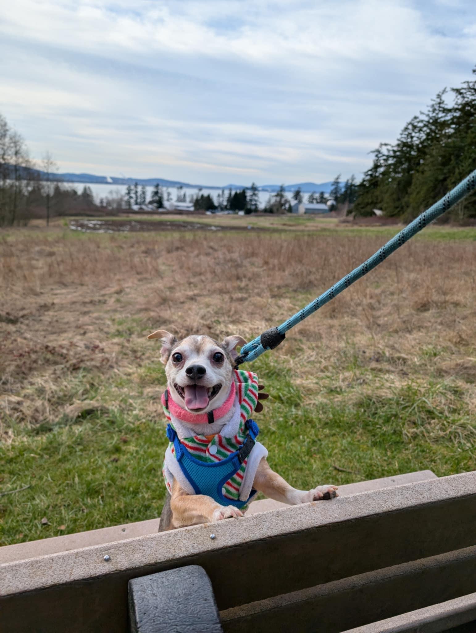 Enlarge Buutz, an adopted Chihuahua in Covington, WA image 4/6