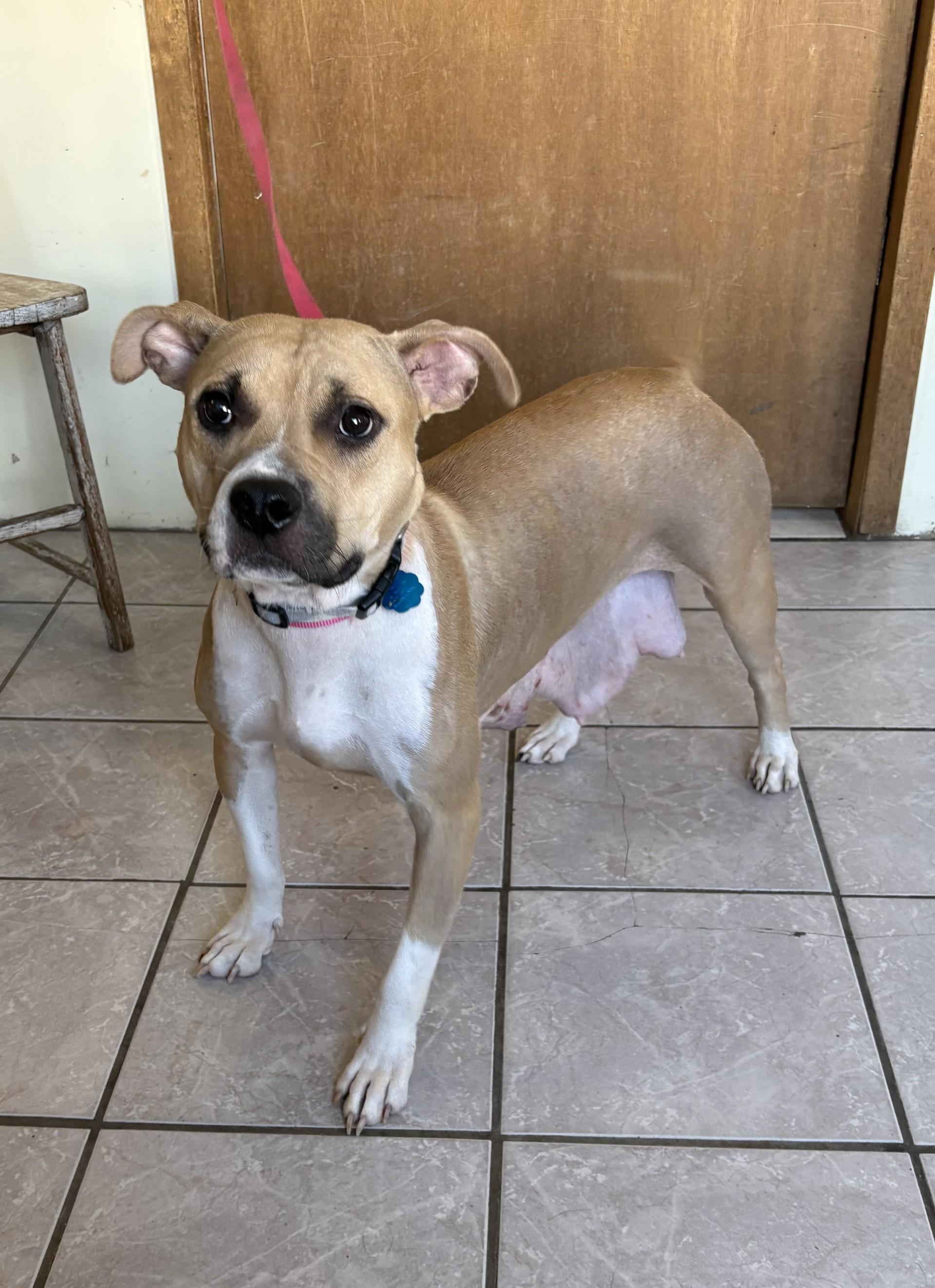 Nala, a Adoptable Pit Bull Terrier in Grant, NE image 1/3