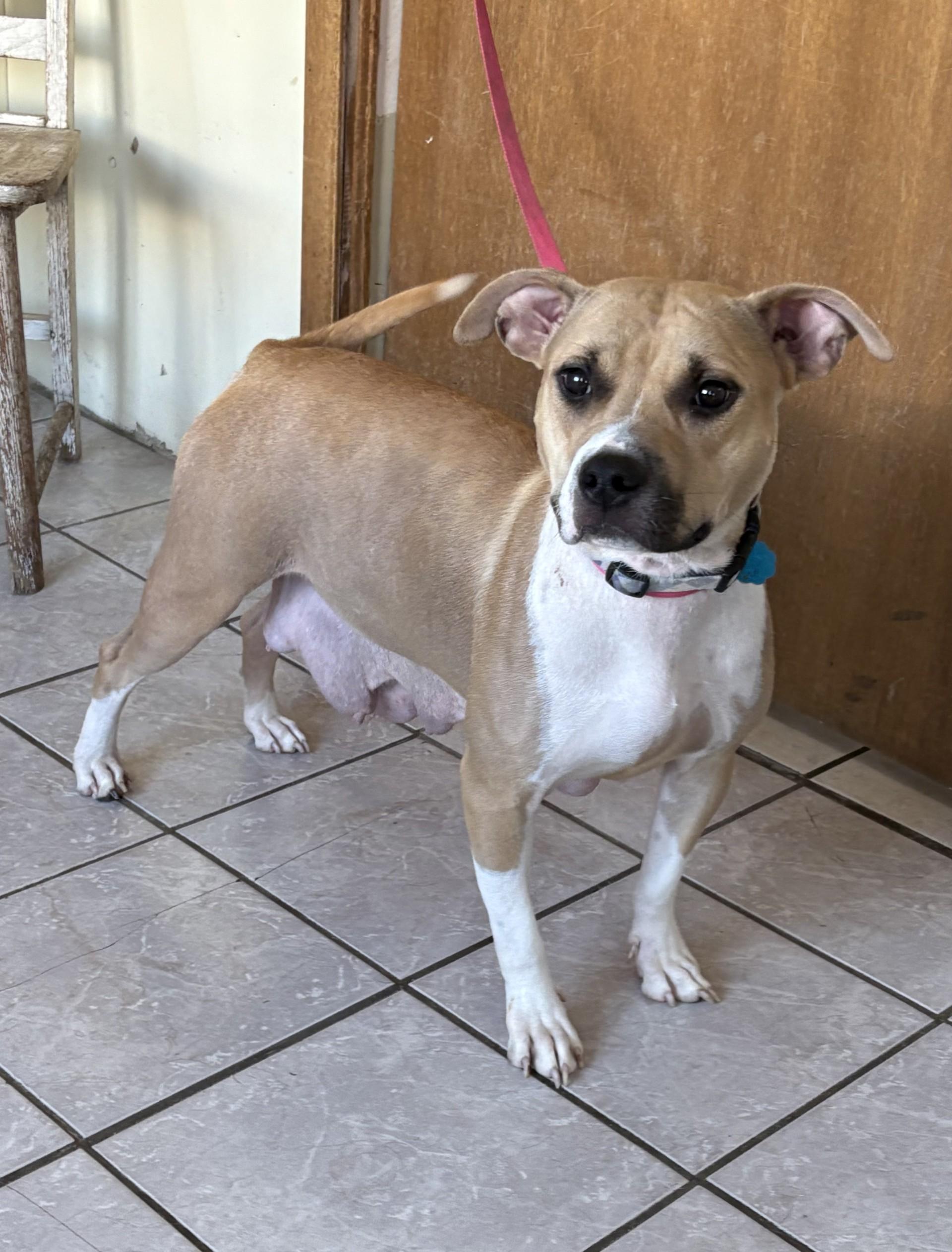 Nala, a Adoptable Pit Bull Terrier in Grant, NE image 3/3