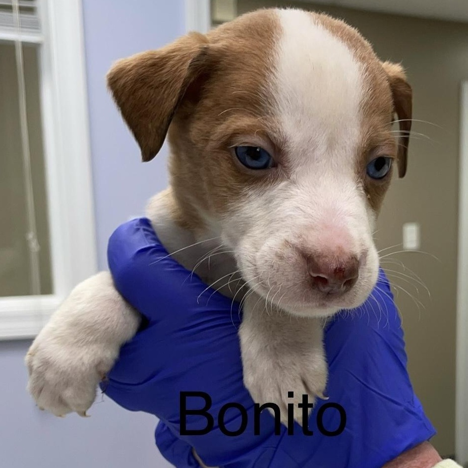 Enlarge Bonito, an adopted mixed breed in Maynardville, TN image 1/1