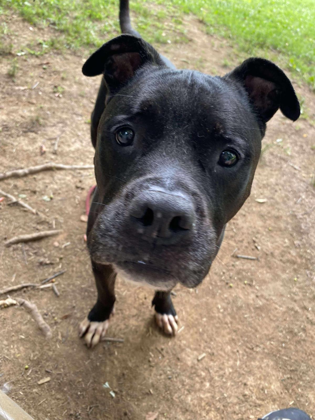 Enlarge Gilbert, a Adoptable mixed breed in Front Royal, VA image 3/5