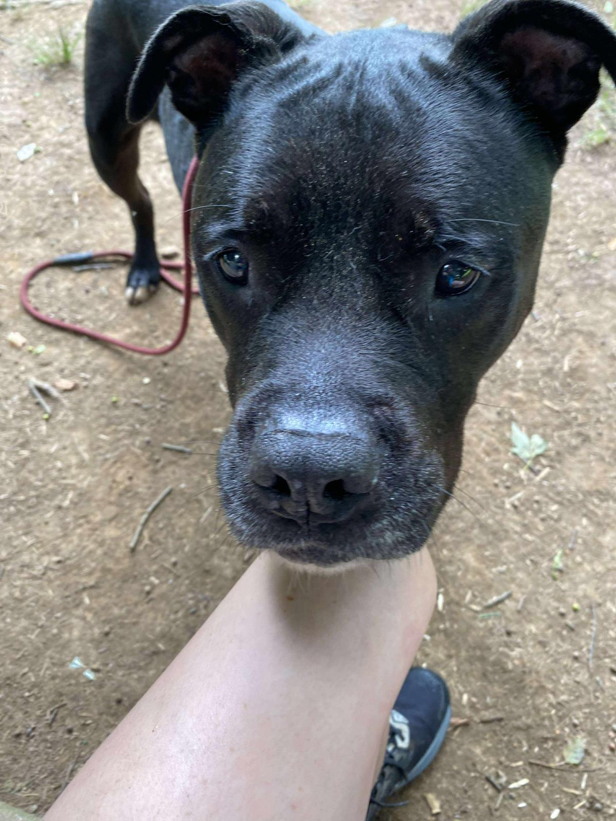Gilbert, Adoptable, Senior Male American Staffordshire Terrier.