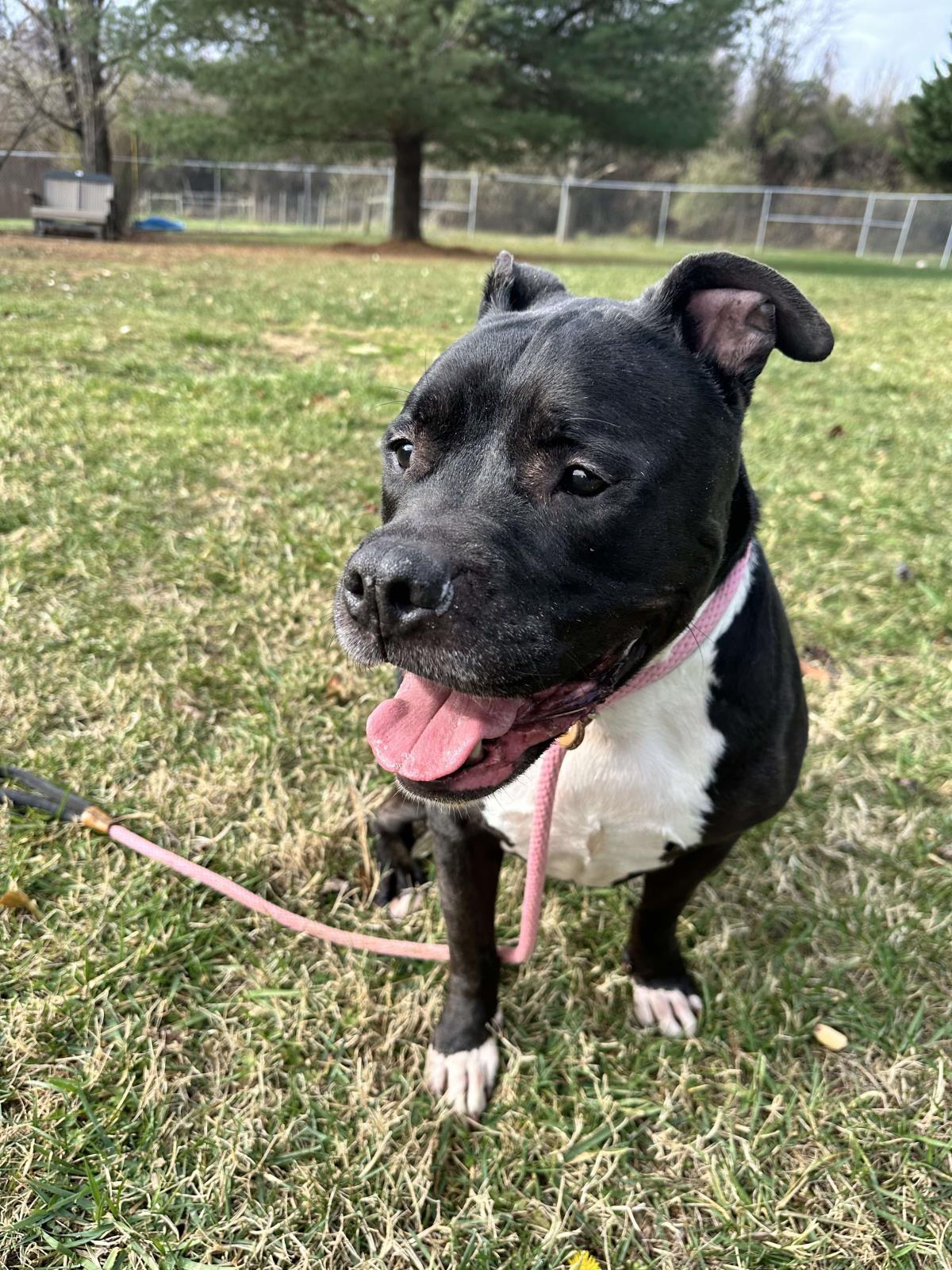 Gilbert, a Adoptable mixed breed in Front Royal, VA image 2/4