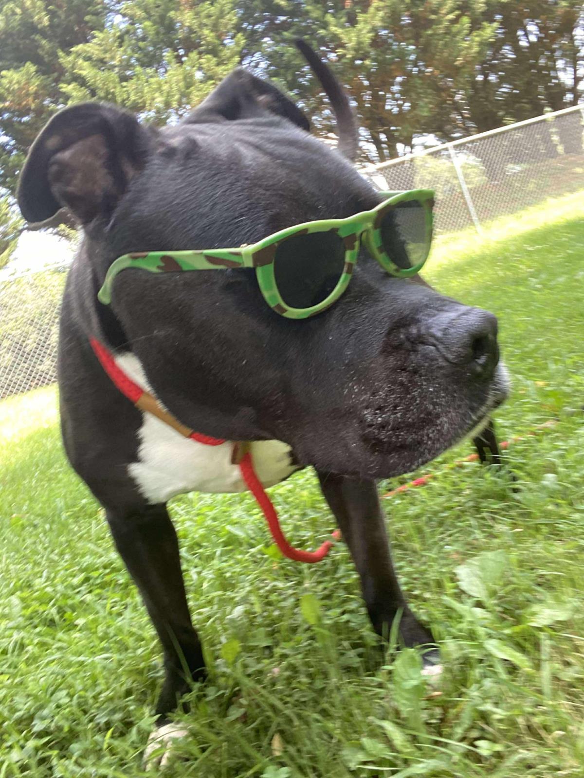 Gilbert, a Adoptable mixed breed in Front Royal, VA image 3/4