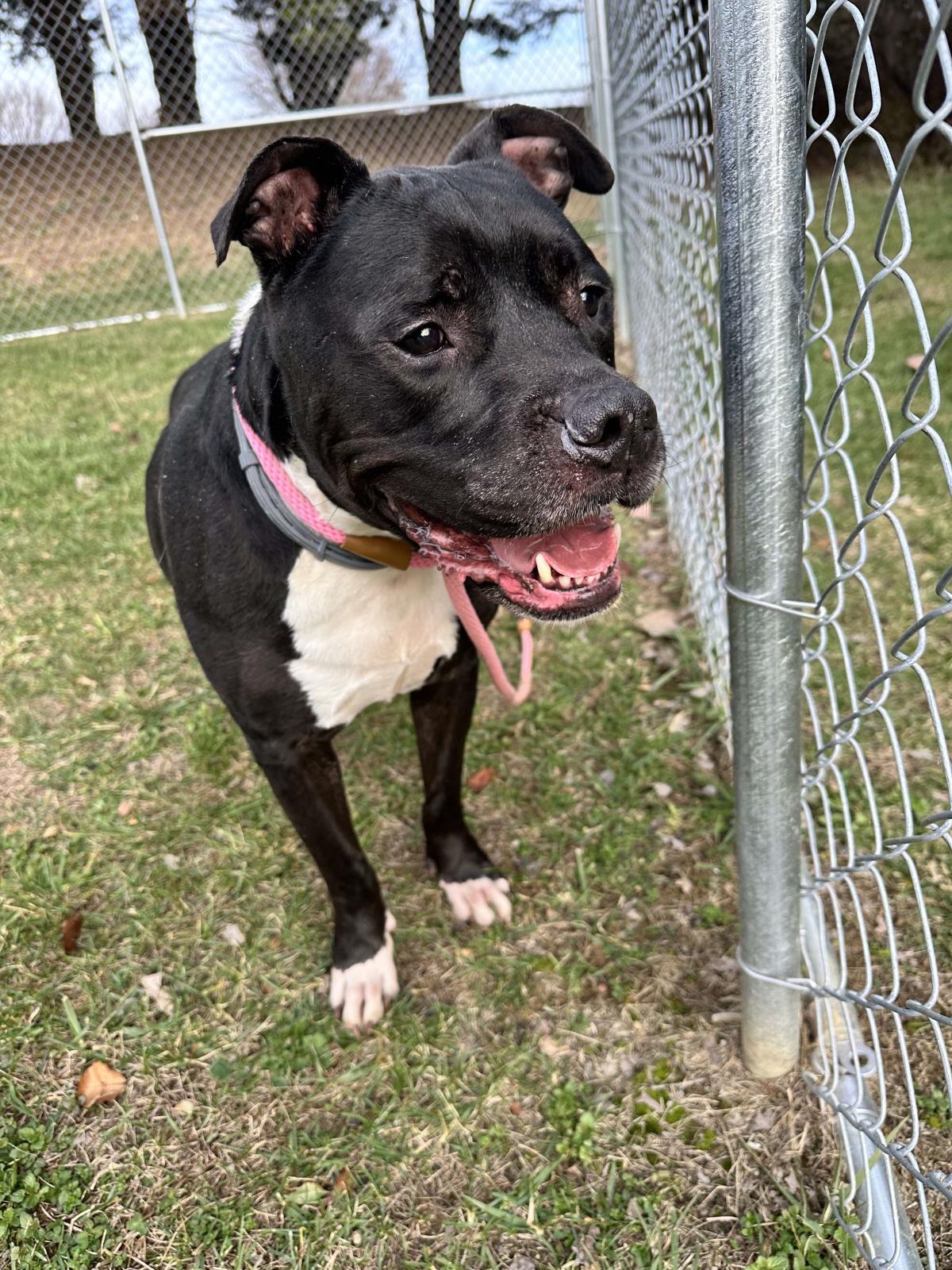 Gilbert, a Adoptable mixed breed in Front Royal, VA image 4/4