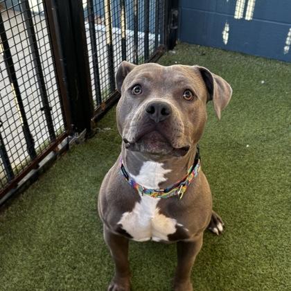 Luna, Adoptable, Adult Female Mixed Breed & Mixed Breed.