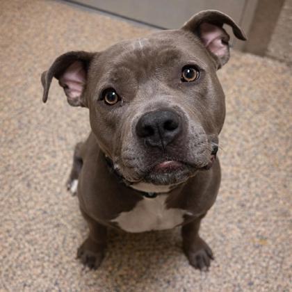 Enlarge Luna, a Adoptable mixed breed in Merriam, KS image 2/3