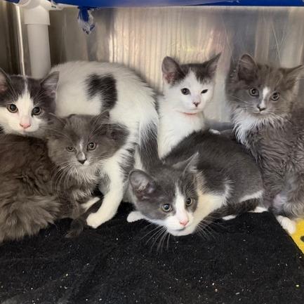 Chandler — thumbnail 2