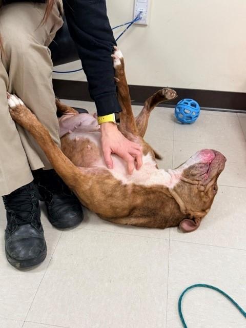 Enlarge Nyla, a ADOPTABLE mixed breed in Clayton, NJ image 2/2