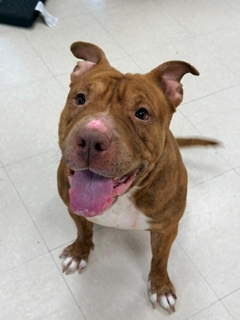 Enlarge Nyla, a ADOPTABLE mixed breed in Clayton, NJ image 1/2