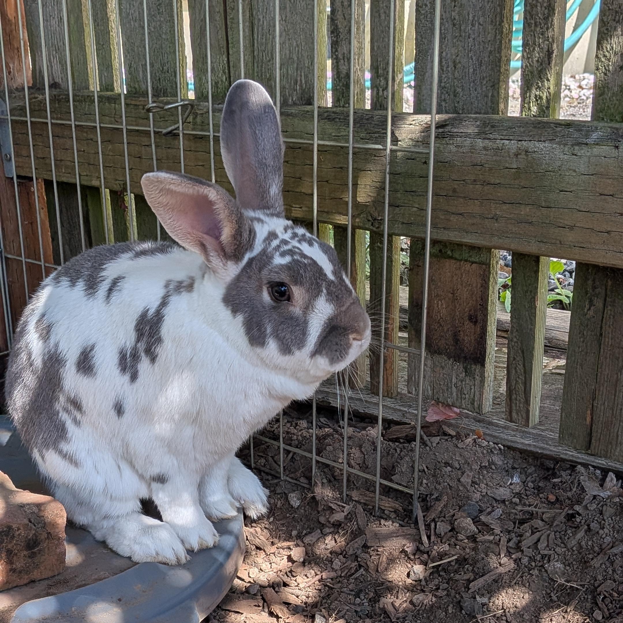 Bucco & Sahale, a ADOPTABLE Rex in Ferndale, WA image 3/4