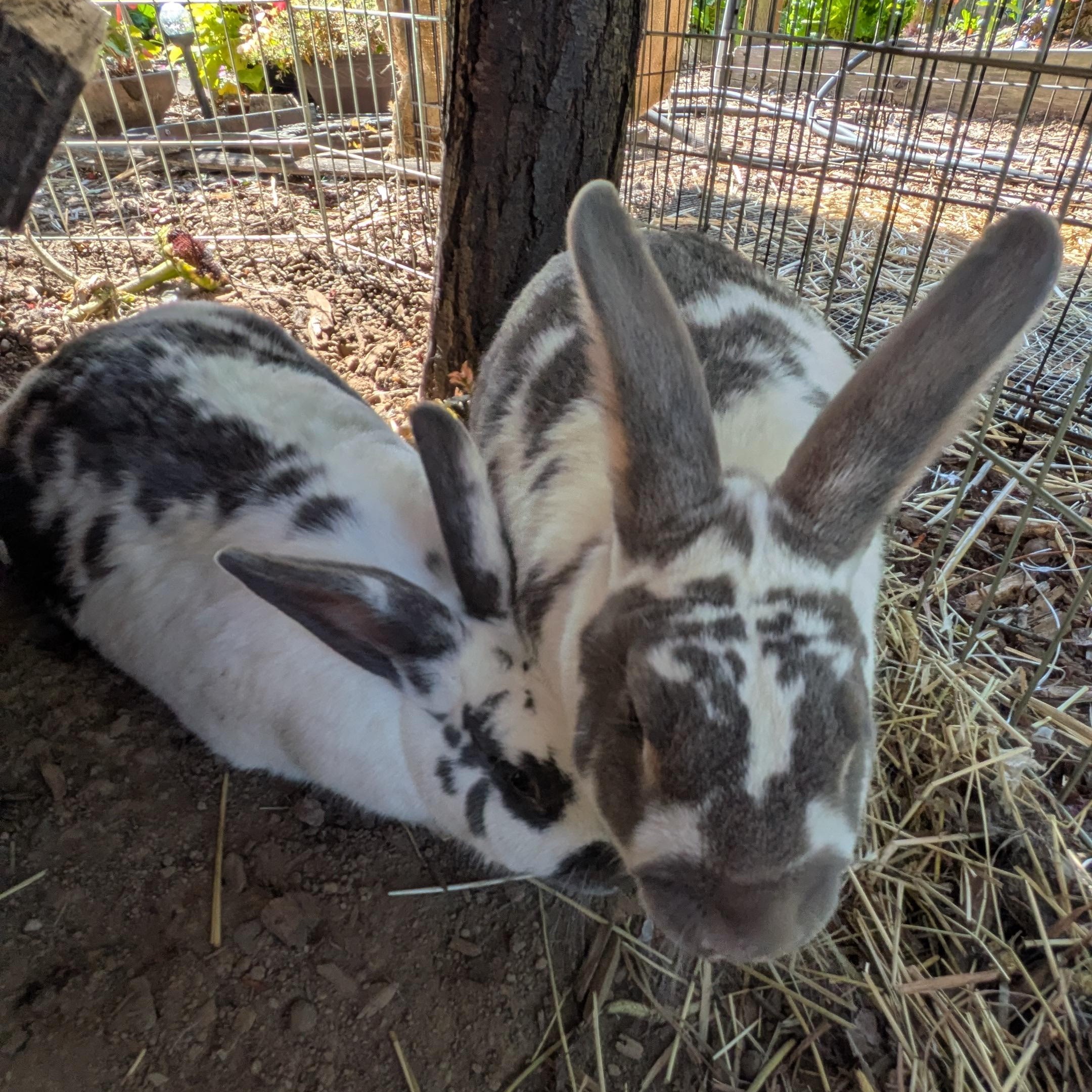 Bucco & Sahale, a ADOPTABLE Rex in Ferndale, WA image 2/4