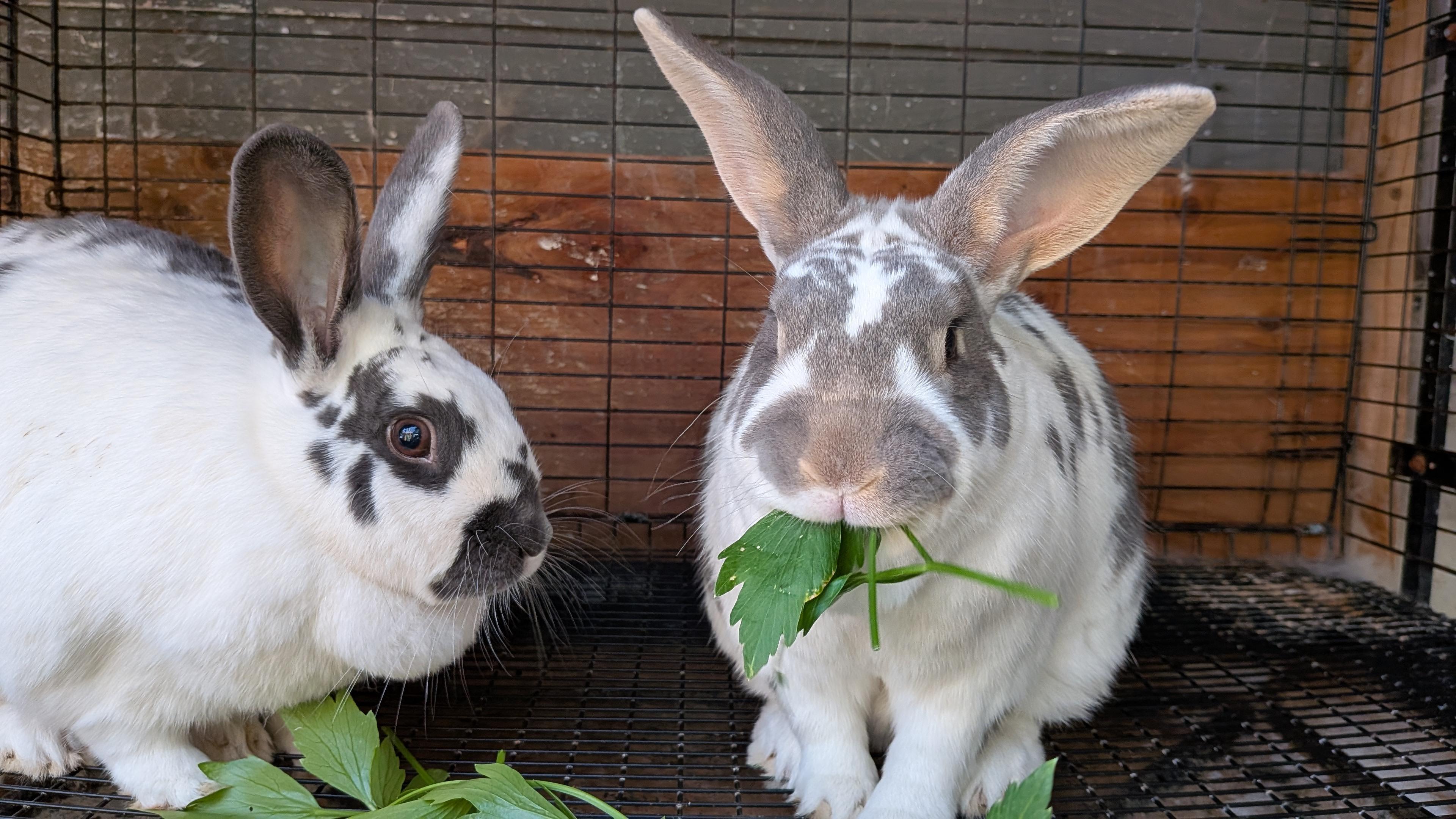 Bucco & Sahale, ADOPTABLE, Adult Male Rex.