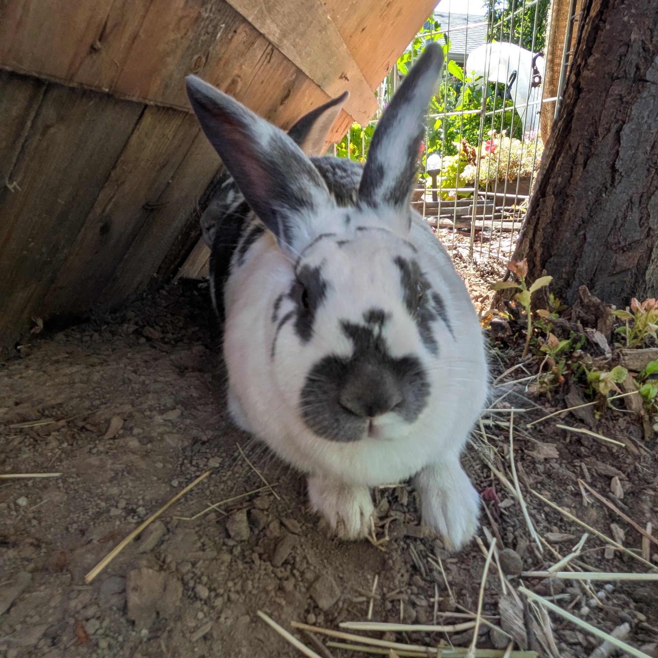 Bucco & Sahale, a ADOPTABLE Rex in Ferndale, WA image 4/4