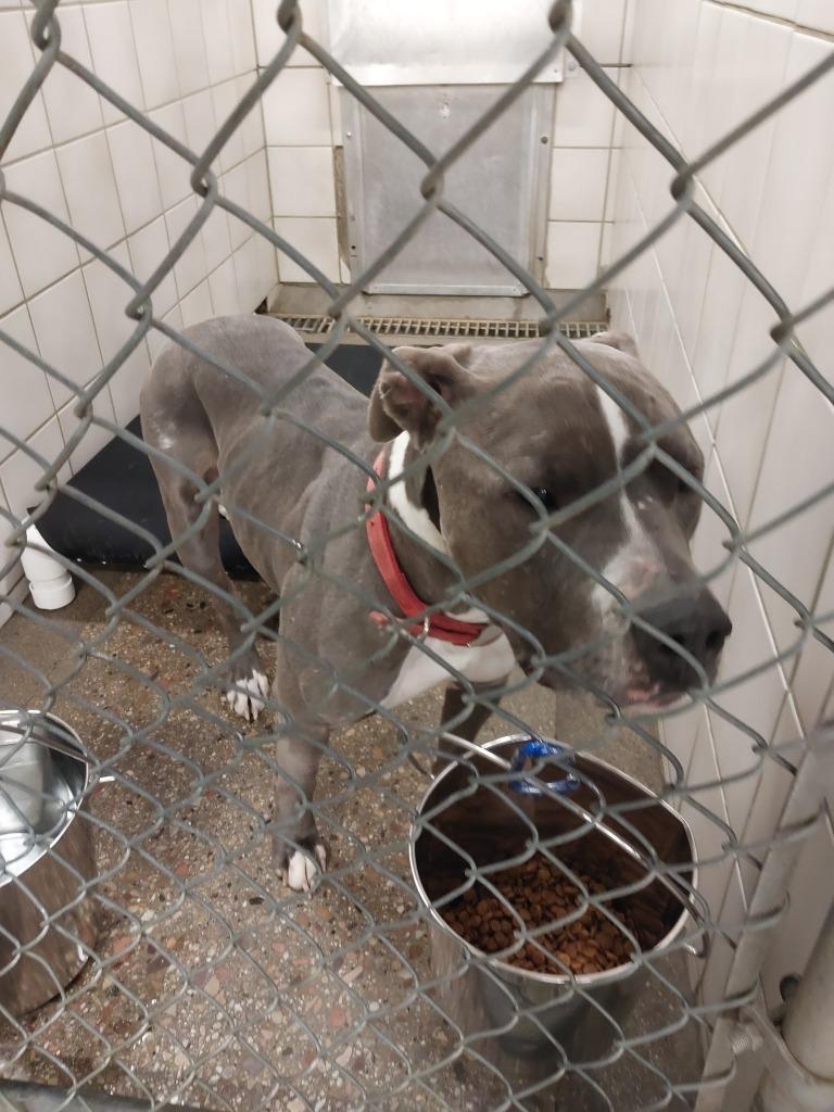 Enlarge Rebel, a Adoptable Pit Bull Terrier in Rock Springs, WY image 1/3