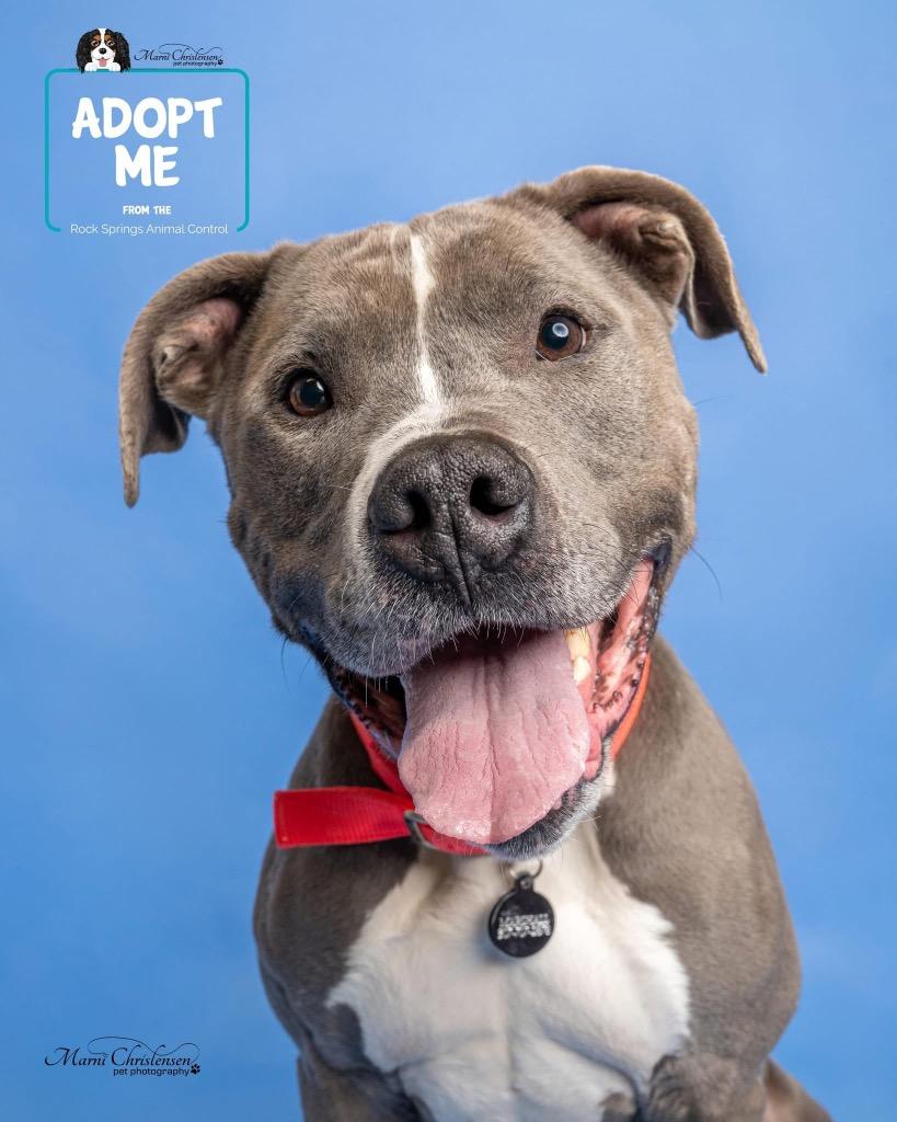 Enlarge Rebel, a Adoptable Pit Bull Terrier in Rock Springs, WY image 2/3