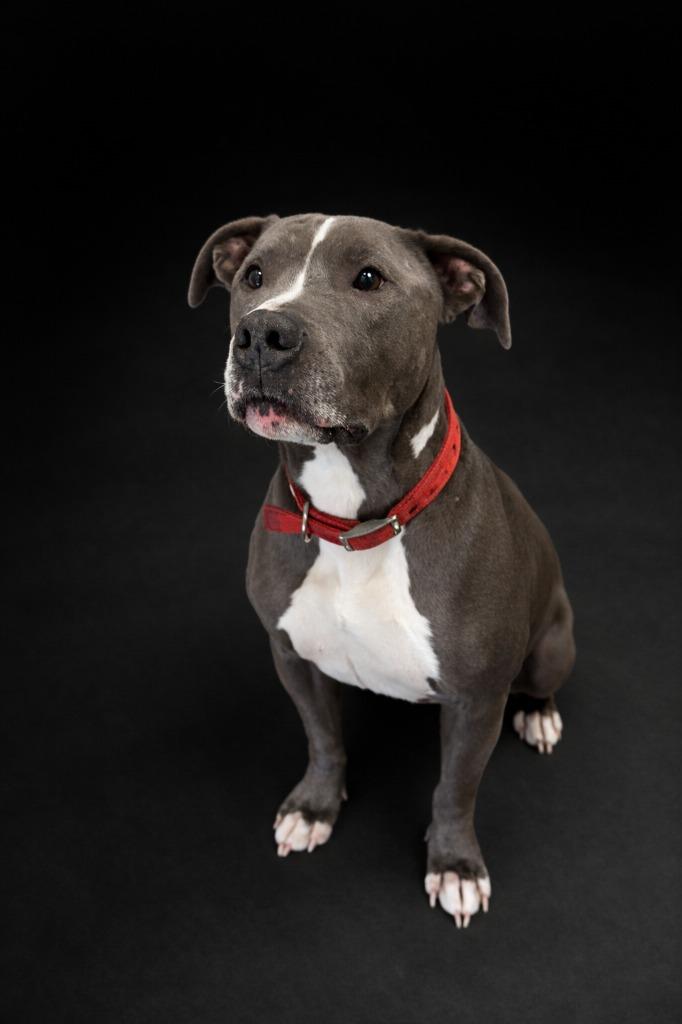 Enlarge Rebel, a Adoptable Pit Bull Terrier in Rock Springs, WY image 3/3
