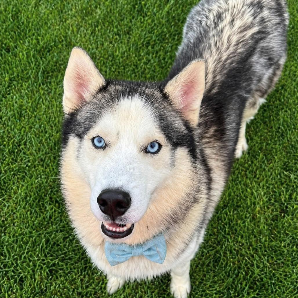Shiloh, Adoptable, Adult Male Husky & Mixed Breed.