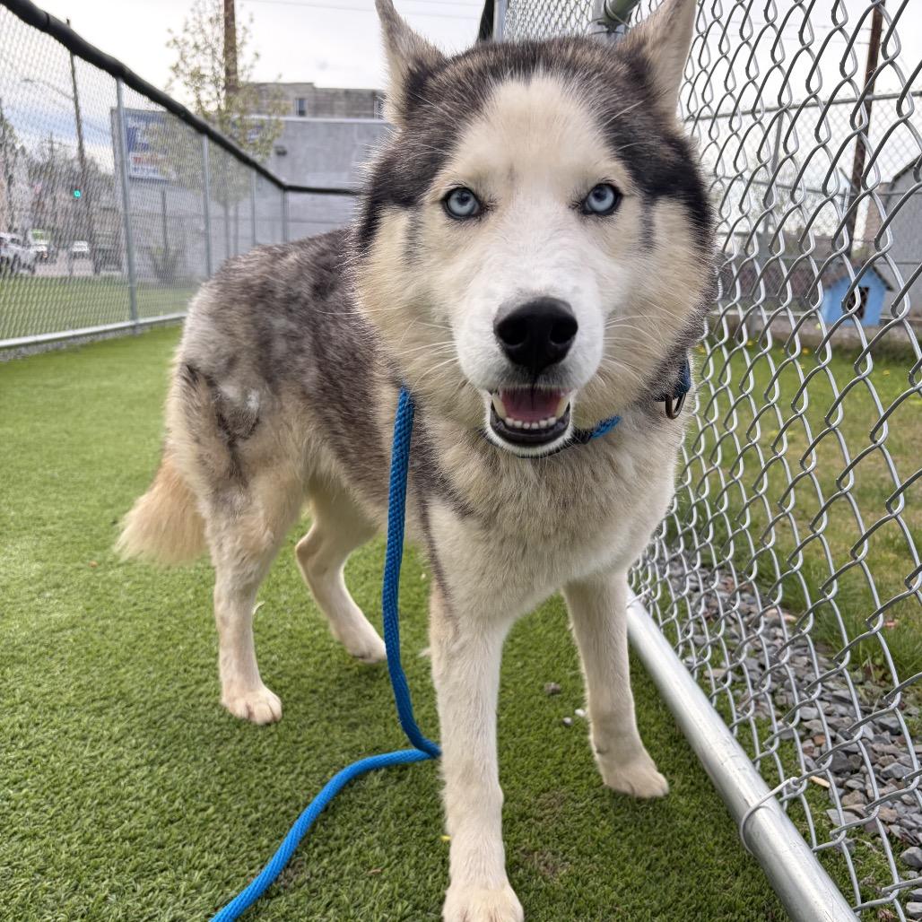 Enlarge Shiloh, a Adoptable mixed breed in Binghamton, NY image 2/4