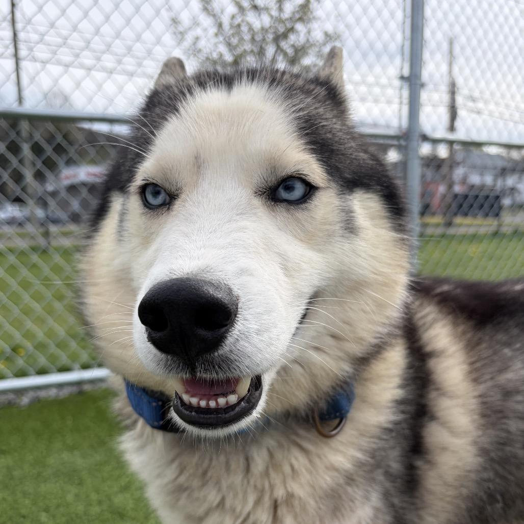 Enlarge Shiloh, a Adoptable mixed breed in Binghamton, NY image 4/4