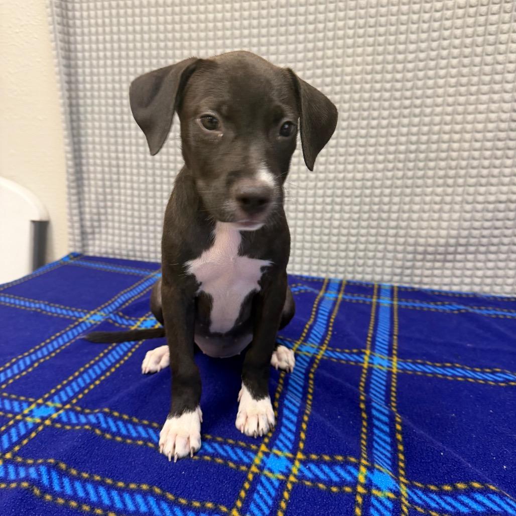 Frappe, Adoptable, Puppy Female Labrador Retriever & Mixed Breed.