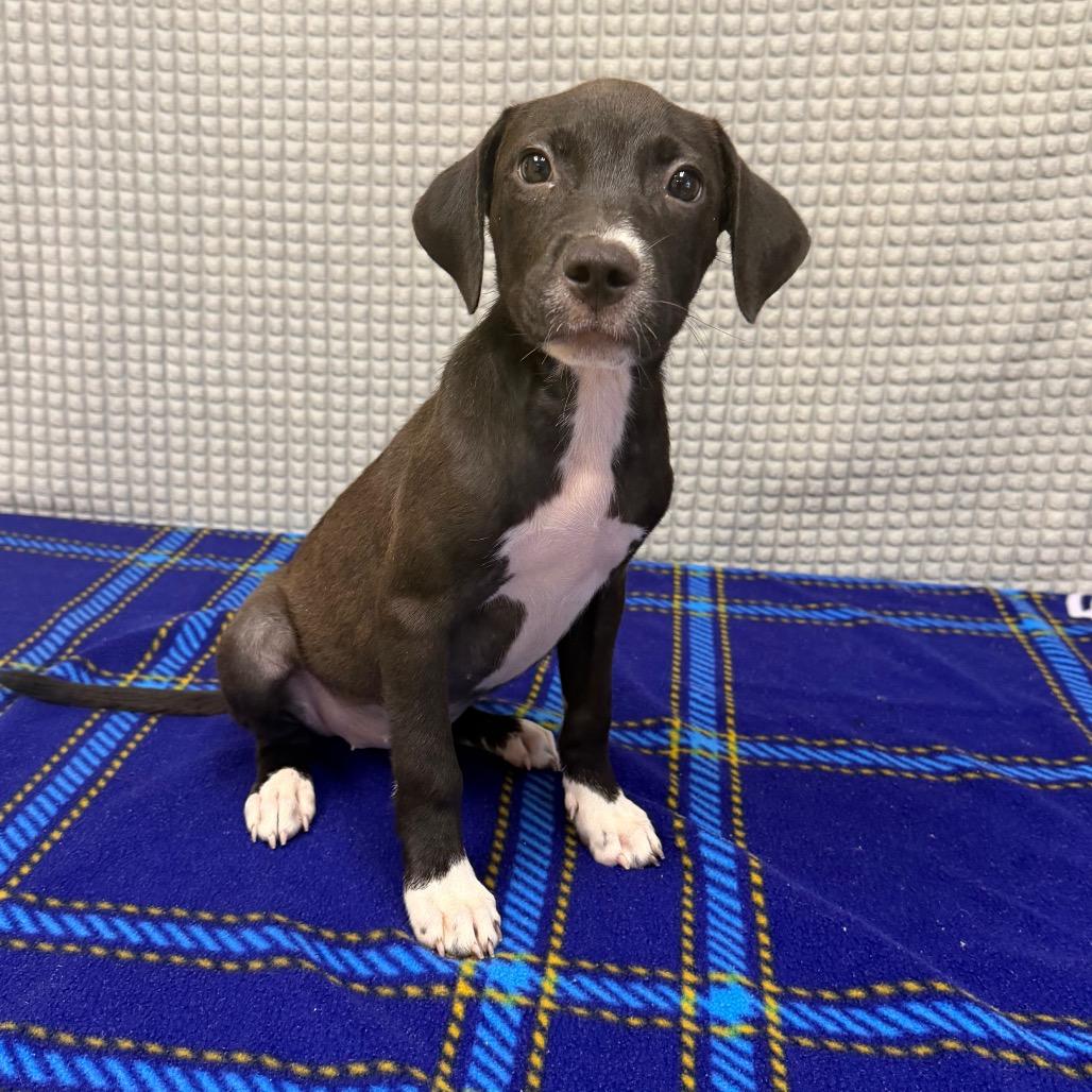 Enlarge Frappe, a Adoptable mixed breed in Bryan, TX image 2/6